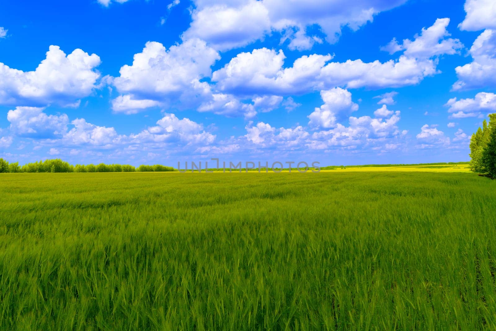 The boundless green field with a crop of rye under blue sky with clouds.