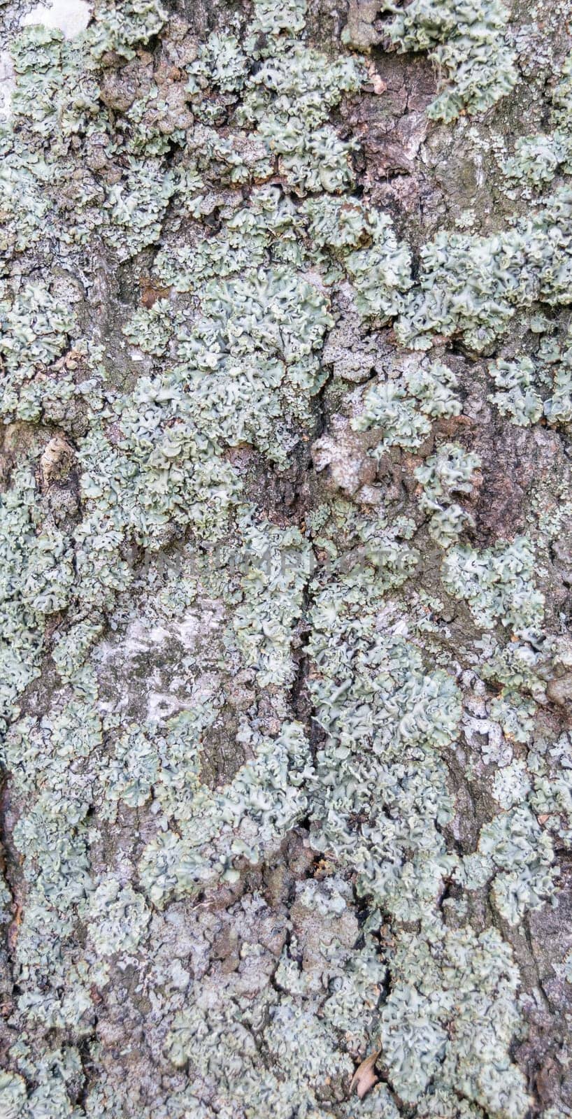 Detail of tree bark covered with green moss
