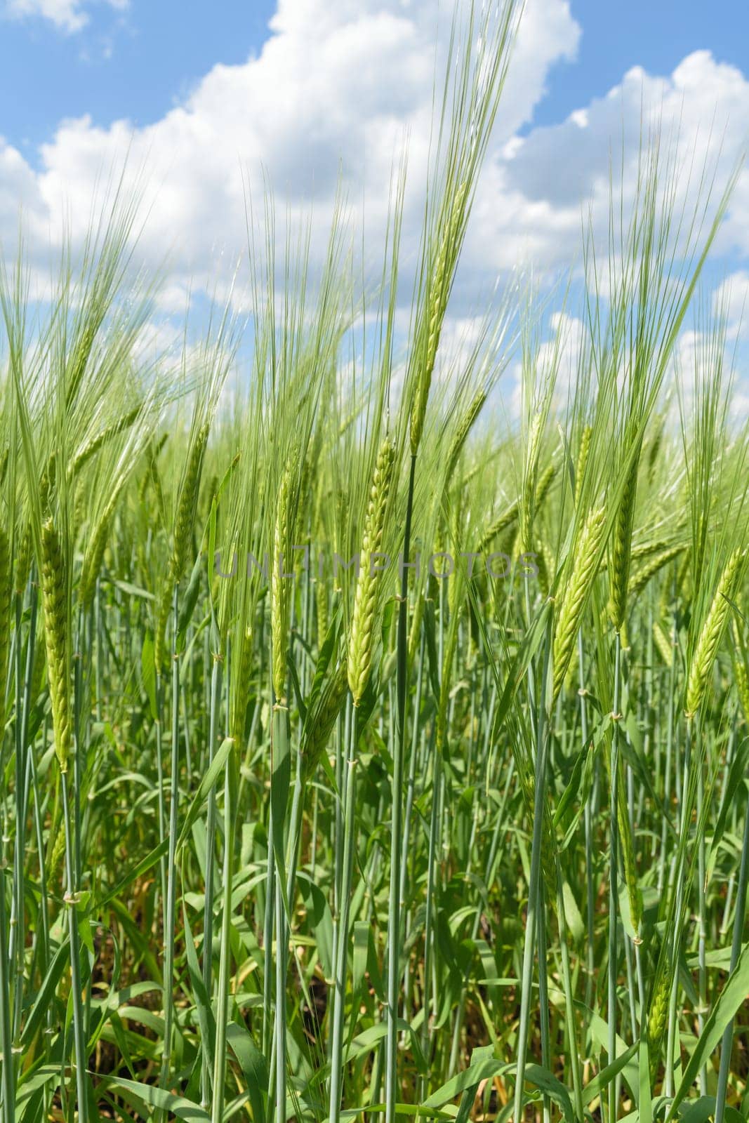 Cereals (wheat, rye), growing in a field. View through the ears up at the summer sky with clouds