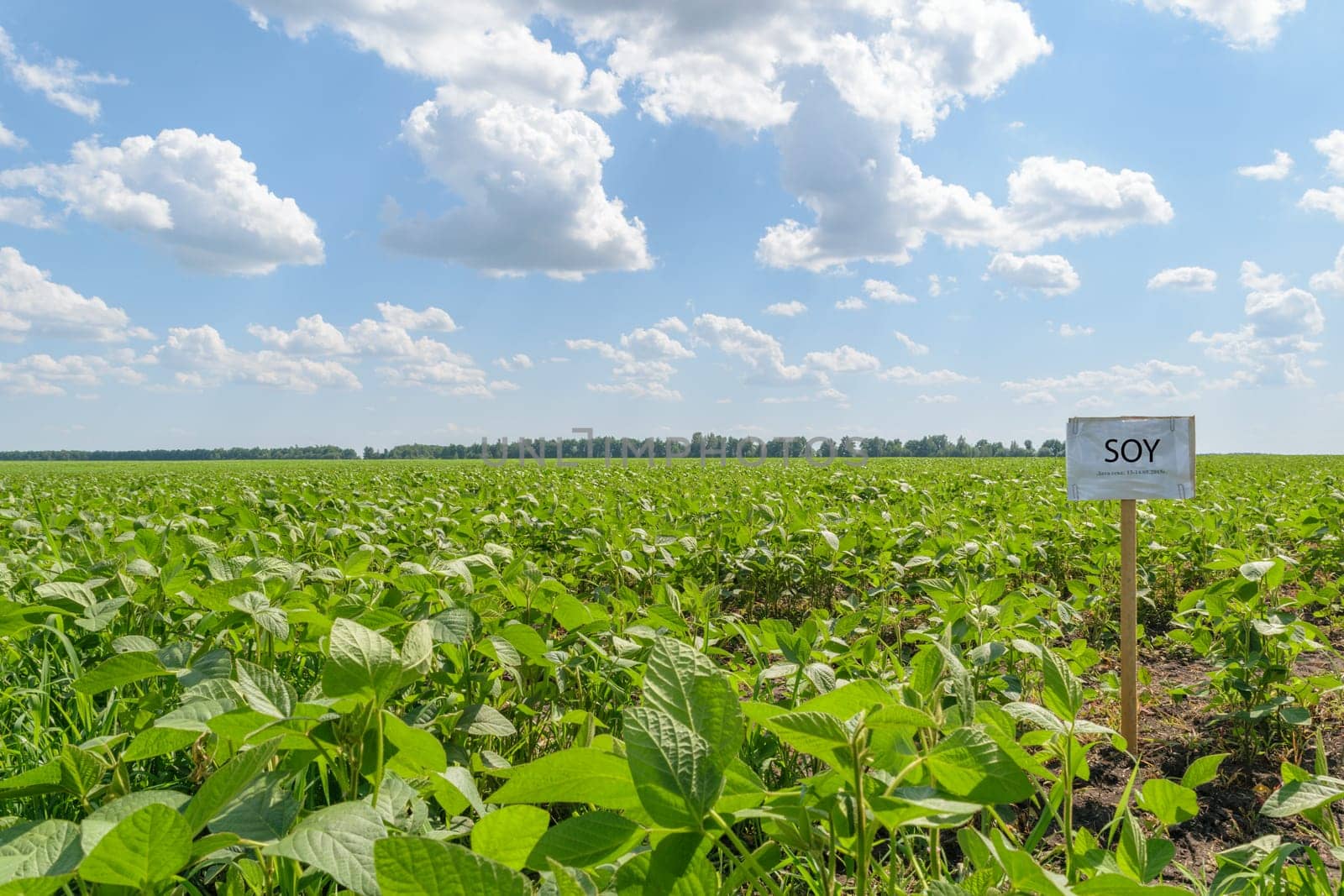 Endless green field with soybean harvest on a summer day under a blue sky with clouds