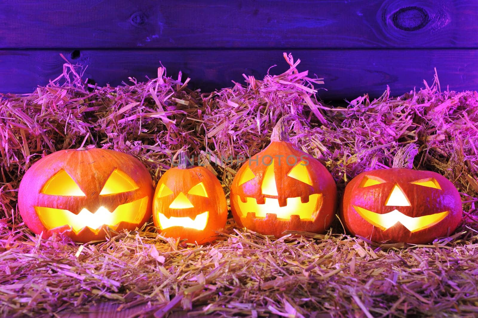 Four illuminated Halloween pumpkins with straw in front of old weathered wooden boards in a sly purple Halloween light