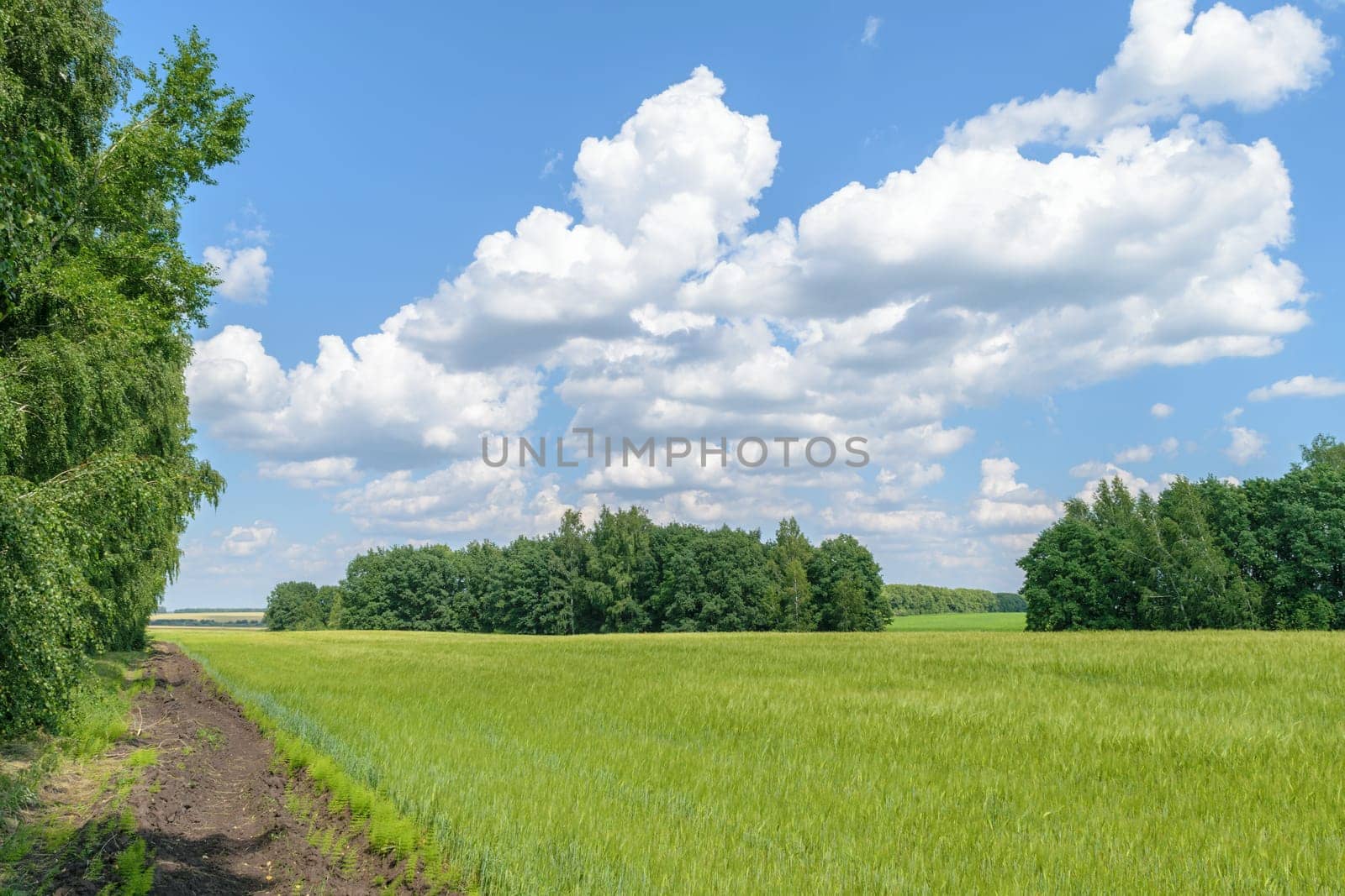 Country Summer day landscape. Field with harvest crops along the forest belt under a blue sky with white clouds