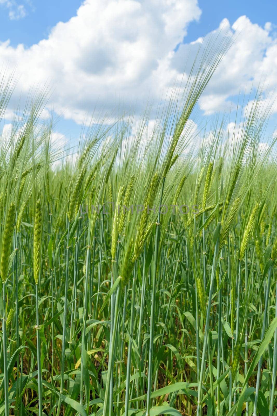 Cereals (wheat, rye), growing in a field. View through the ears up at the summer sky with clouds