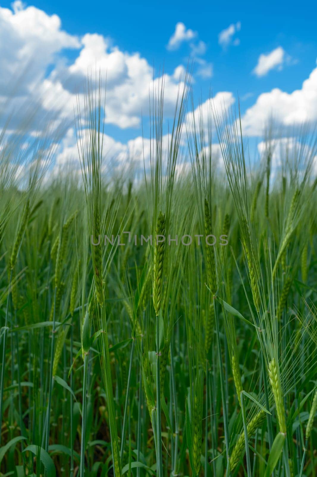 View blue cloudy sky from the bottom up from the dense thickets of green ears of rye in a field on a summer day