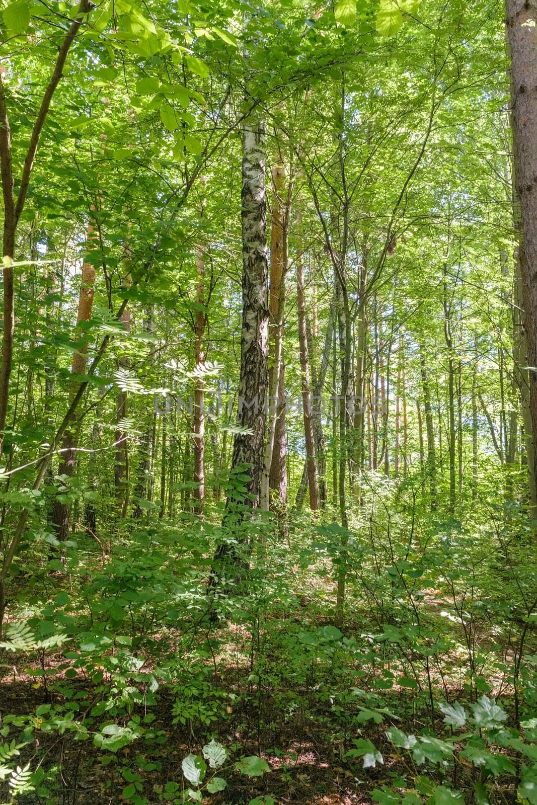 Sunny summer green forest on day