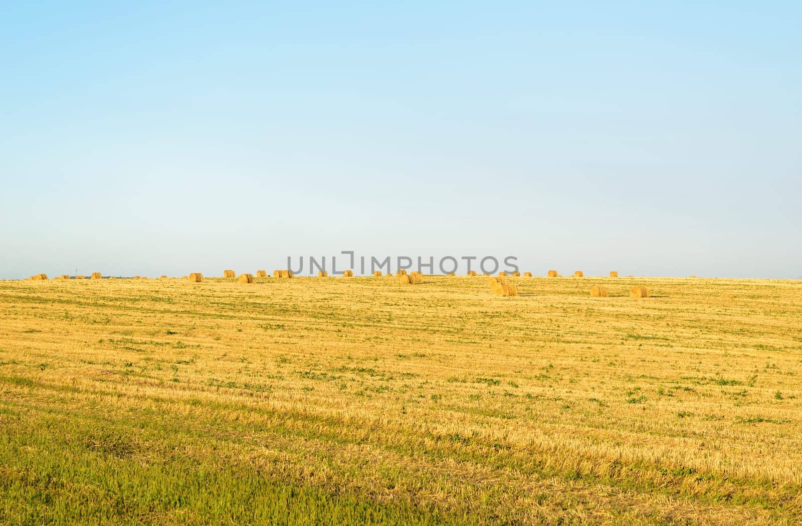 Field with round bales after harvest