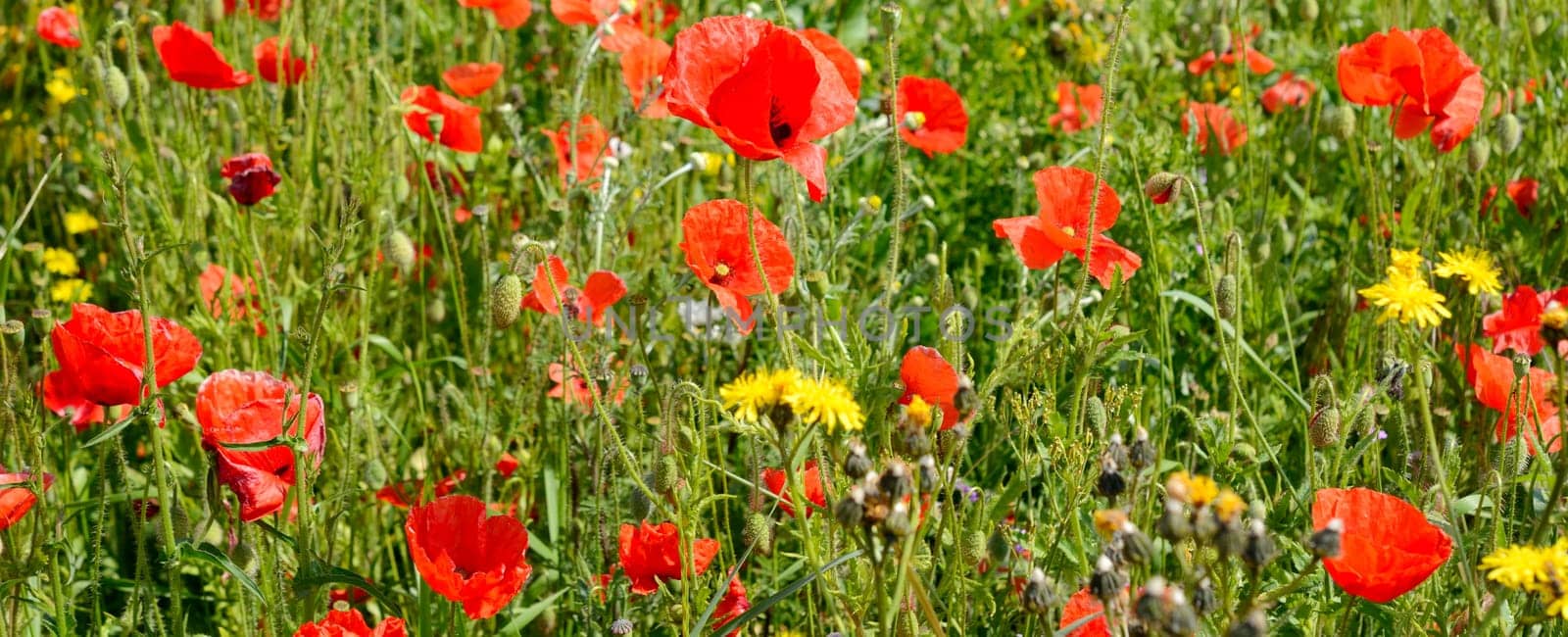 Meadow with wildflowers