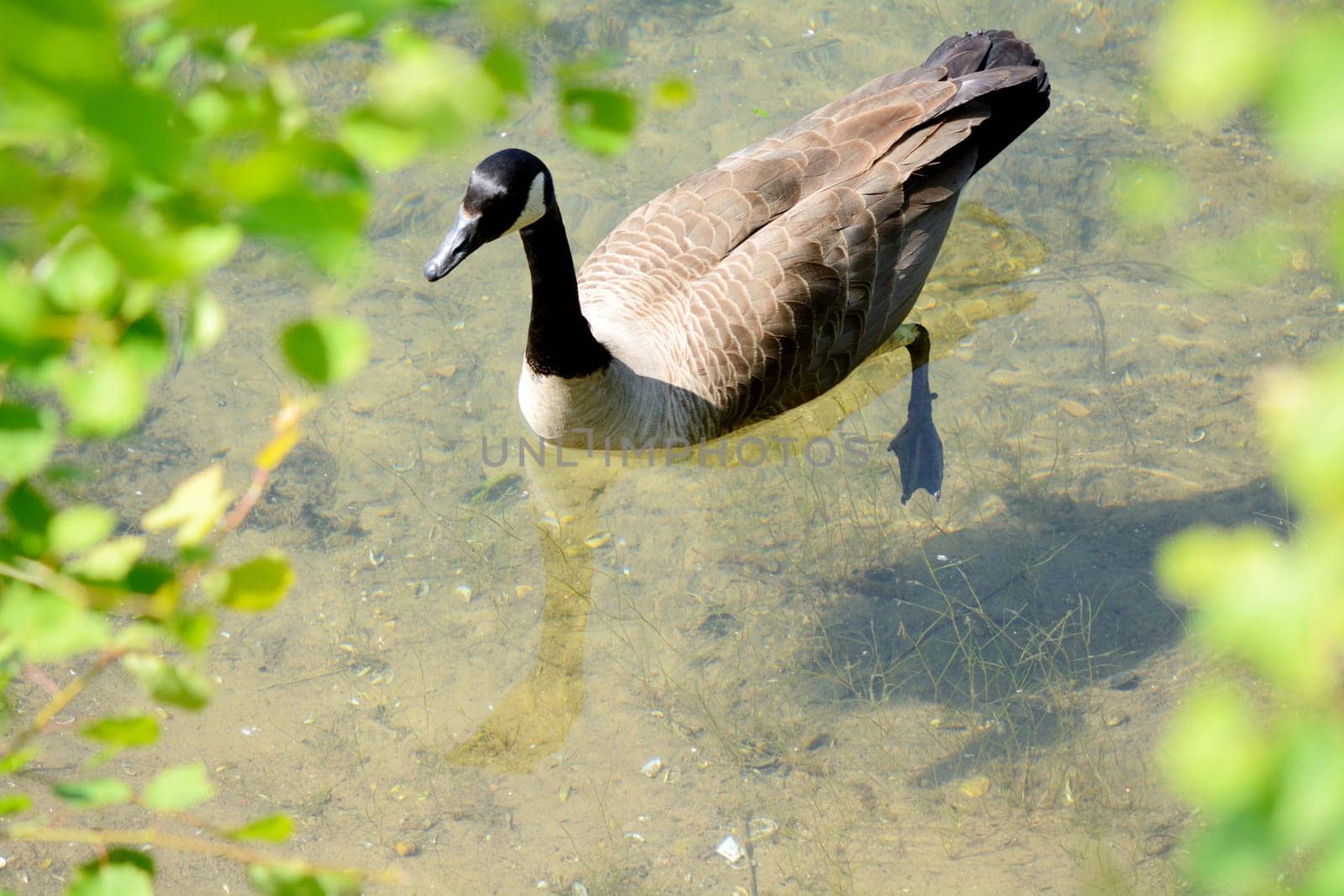 Canada goose