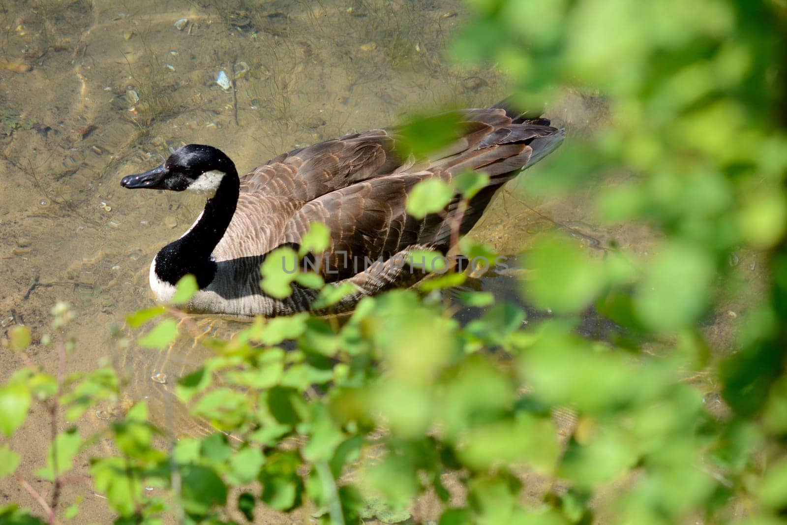 Canada goose