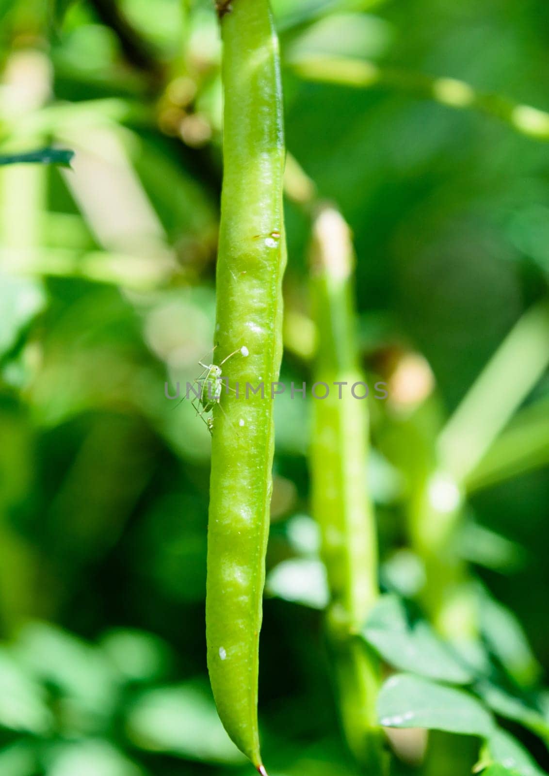 Aphid insect sitting on a green pod acacia.