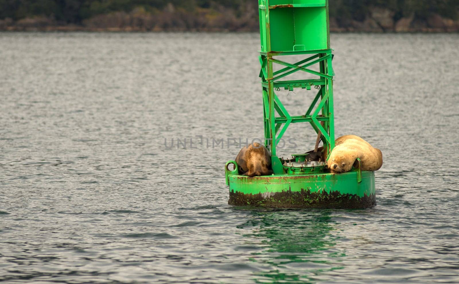Sea lions don't car much about boats passing in the bay