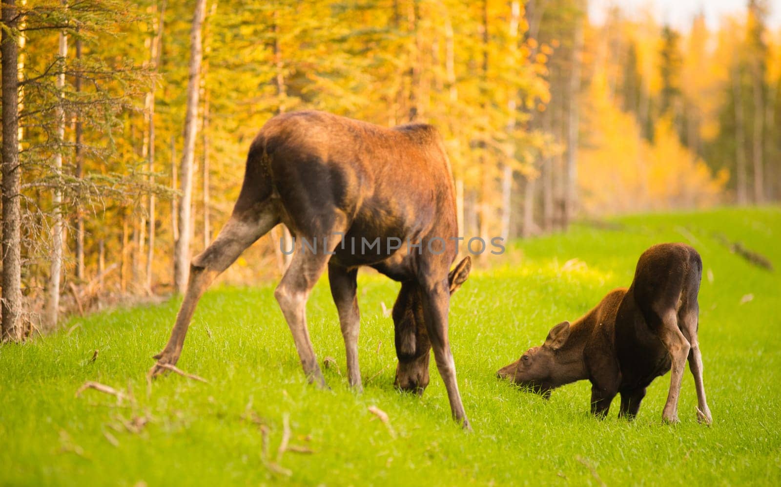 Moose come out to get a drink before receeding back into the brush and trees