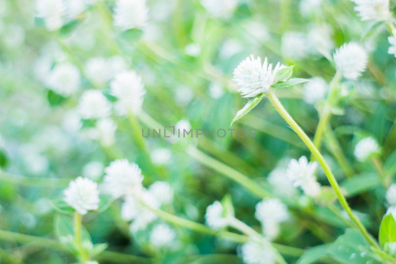 Beautiful flower plant on summer, stock photo