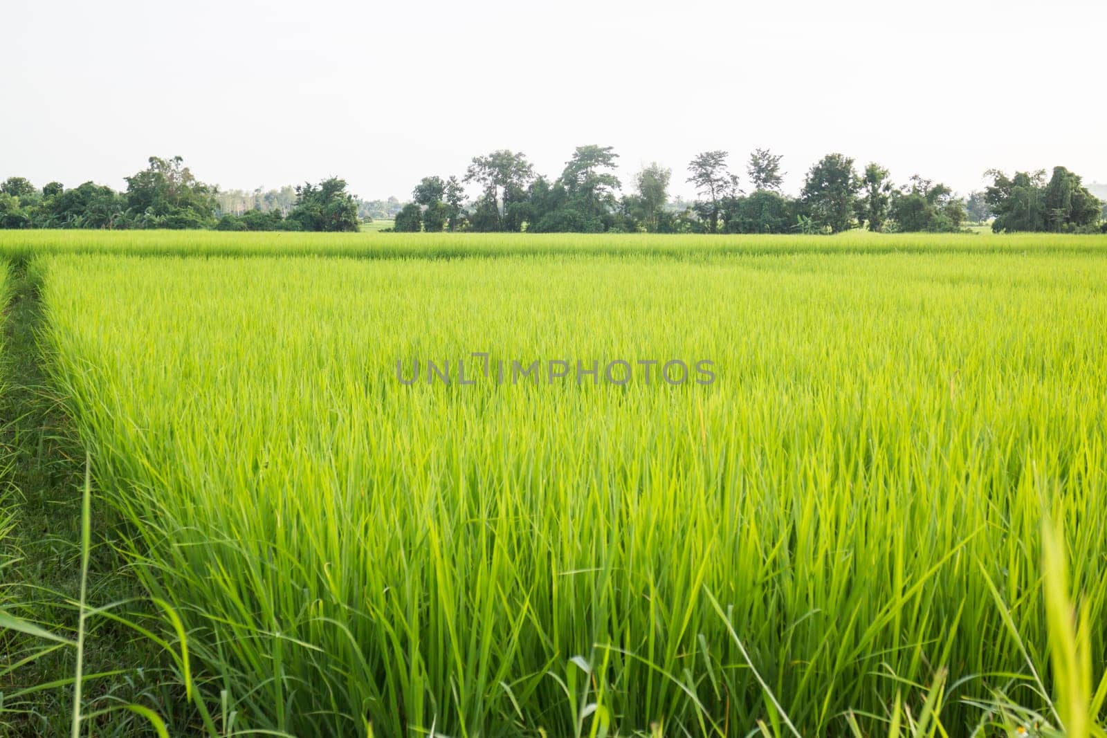 Rural rice field green grass, stock photo
