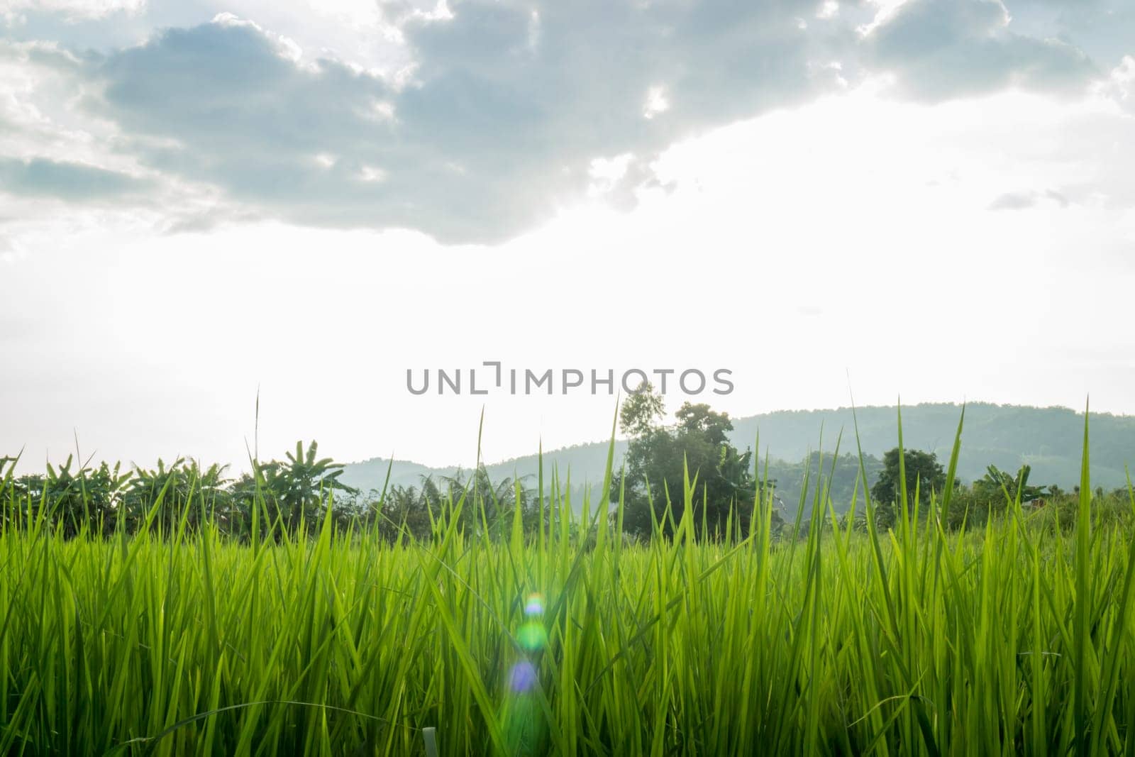 Rural rice field green grass, stock photo