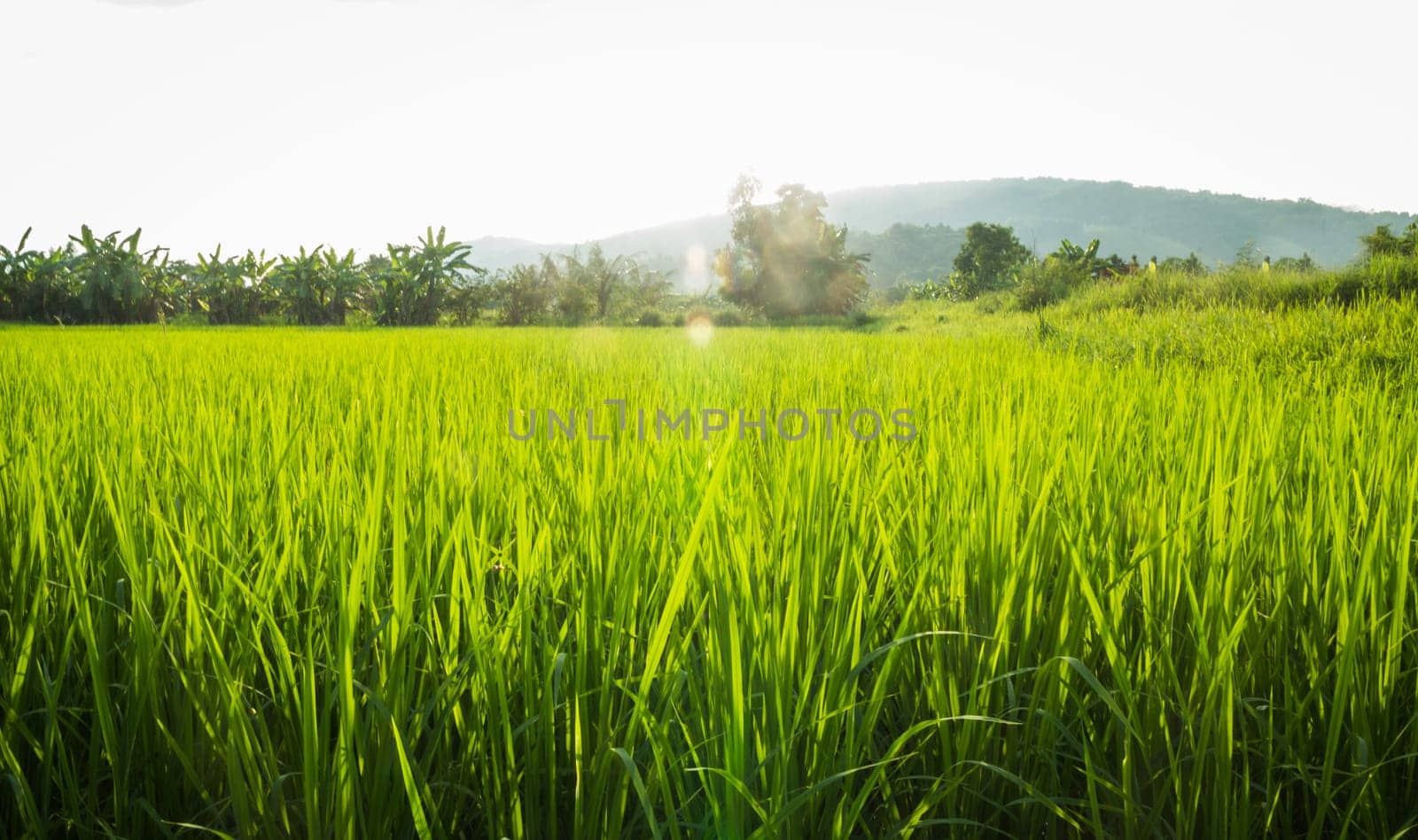 Rural rice field green grass, stock photo