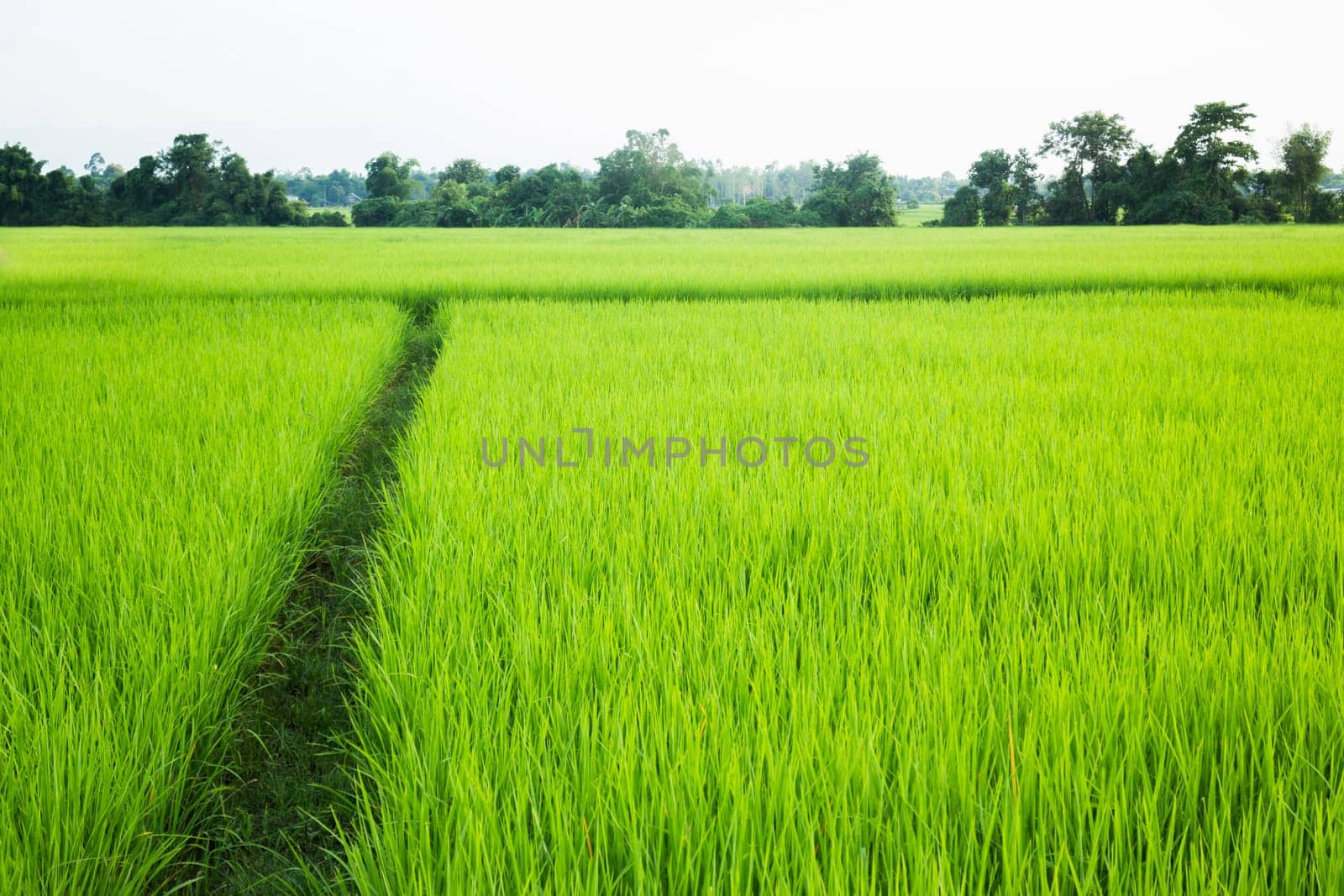 Rural rice field green grass, stock photo