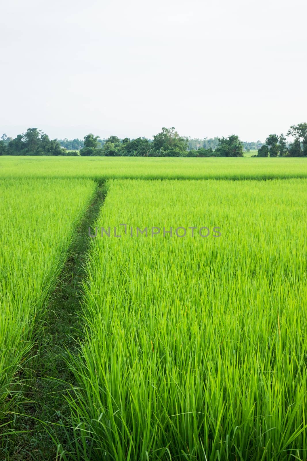 Rural rice field green grass, stock photo