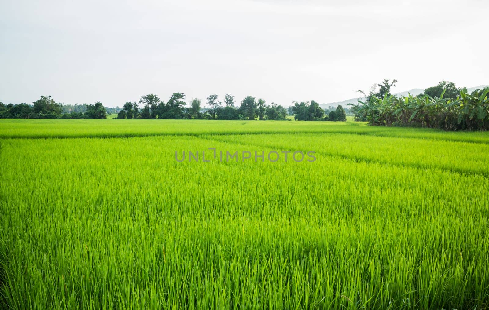 Rural rice field green grass, stock photo