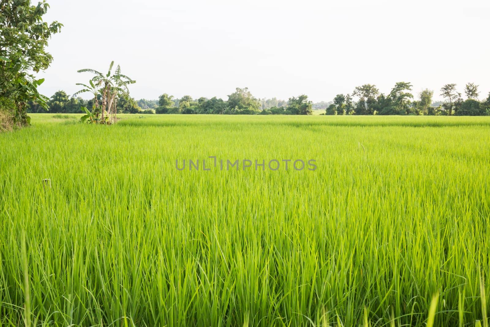 Rural rice field green grass, stock photo