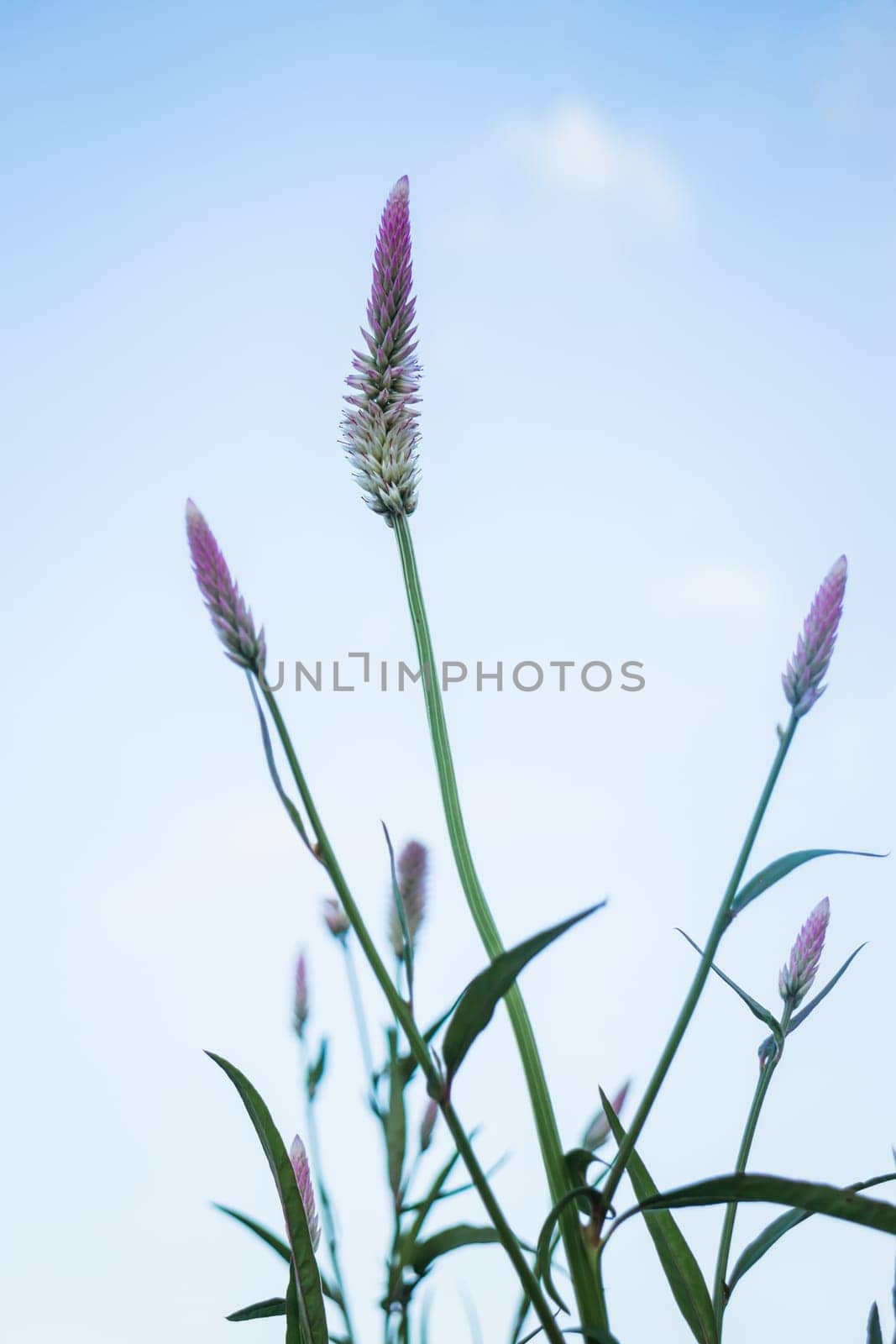 Vintage flower plant at sunset, stock photo