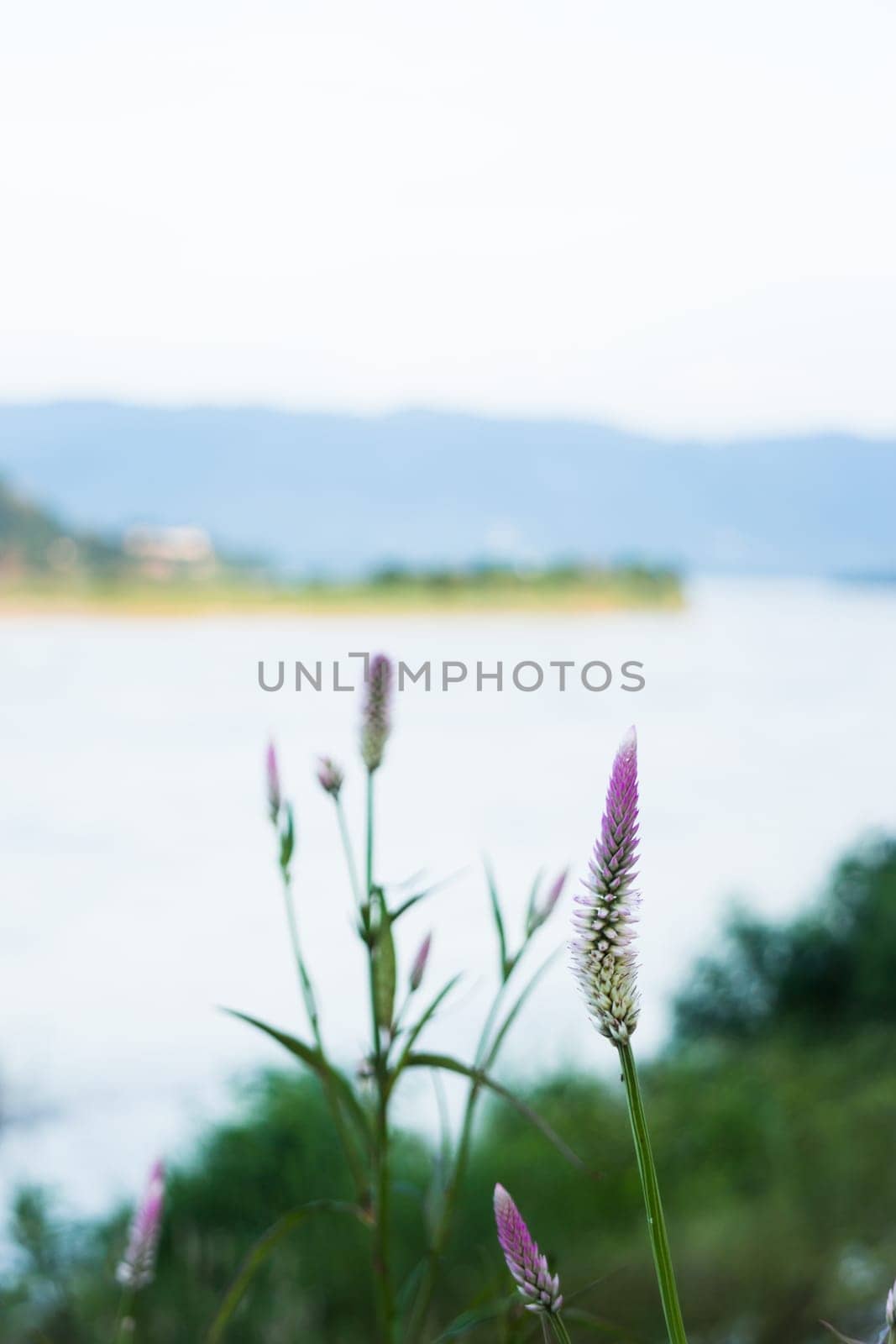 Vintage flower plant at sunset, stock photo