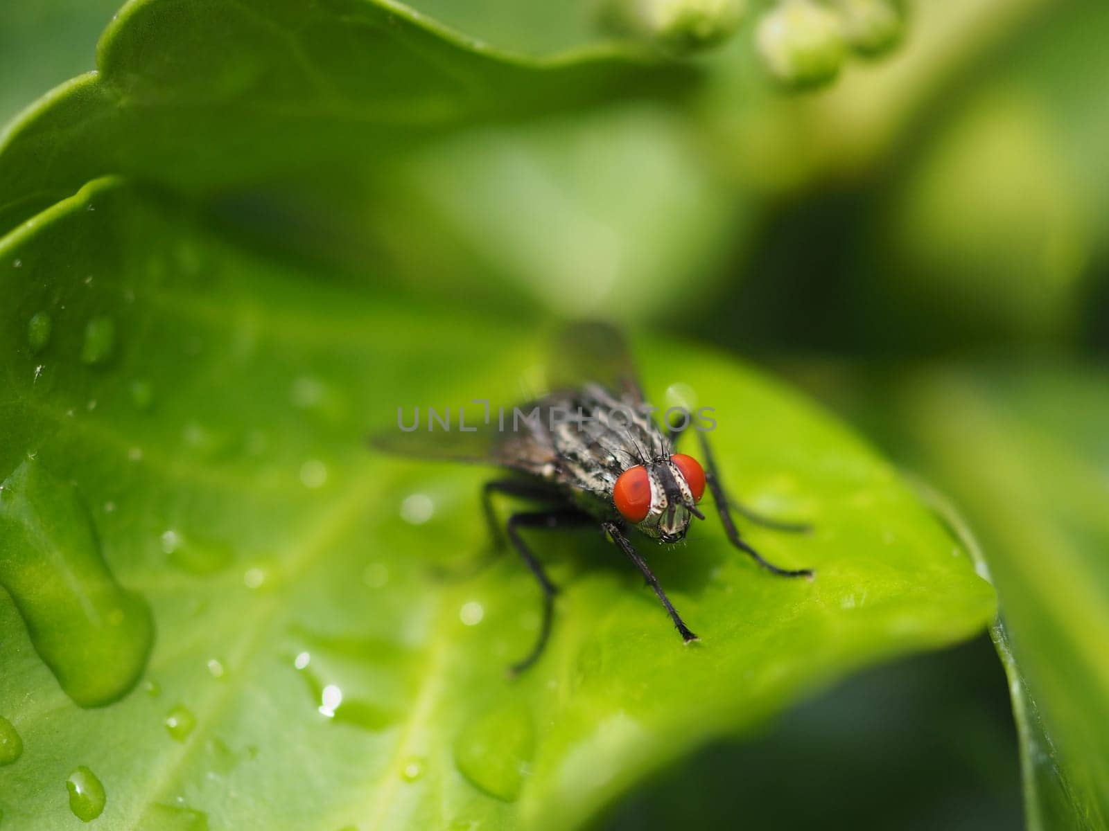 grey meat fly