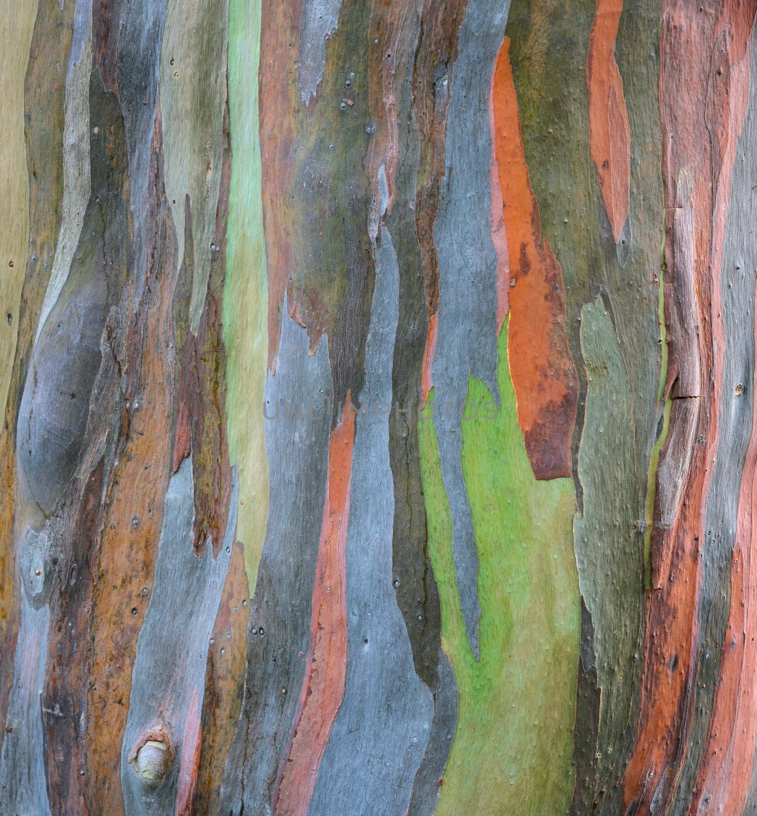 Colorful abstract background of Eucalyptus deglupta tree bark