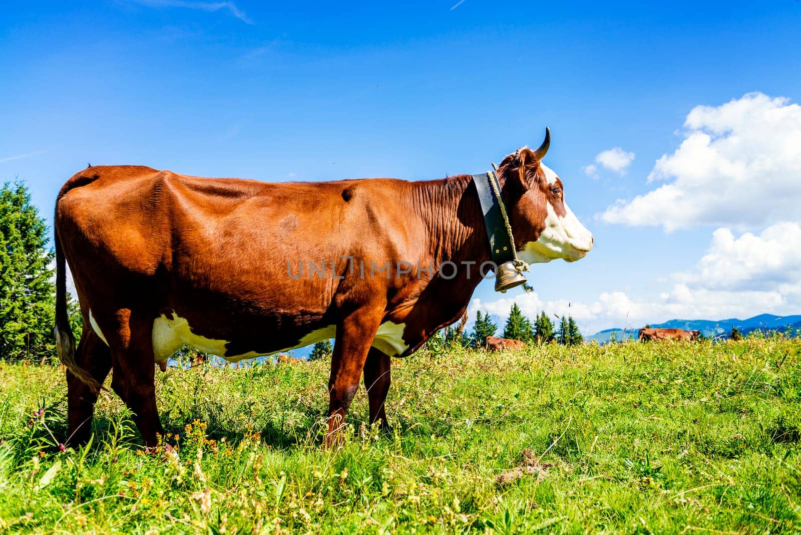 Cow, farm animal in the french alps, Abondance race cow, savy, beaufort sur Doron