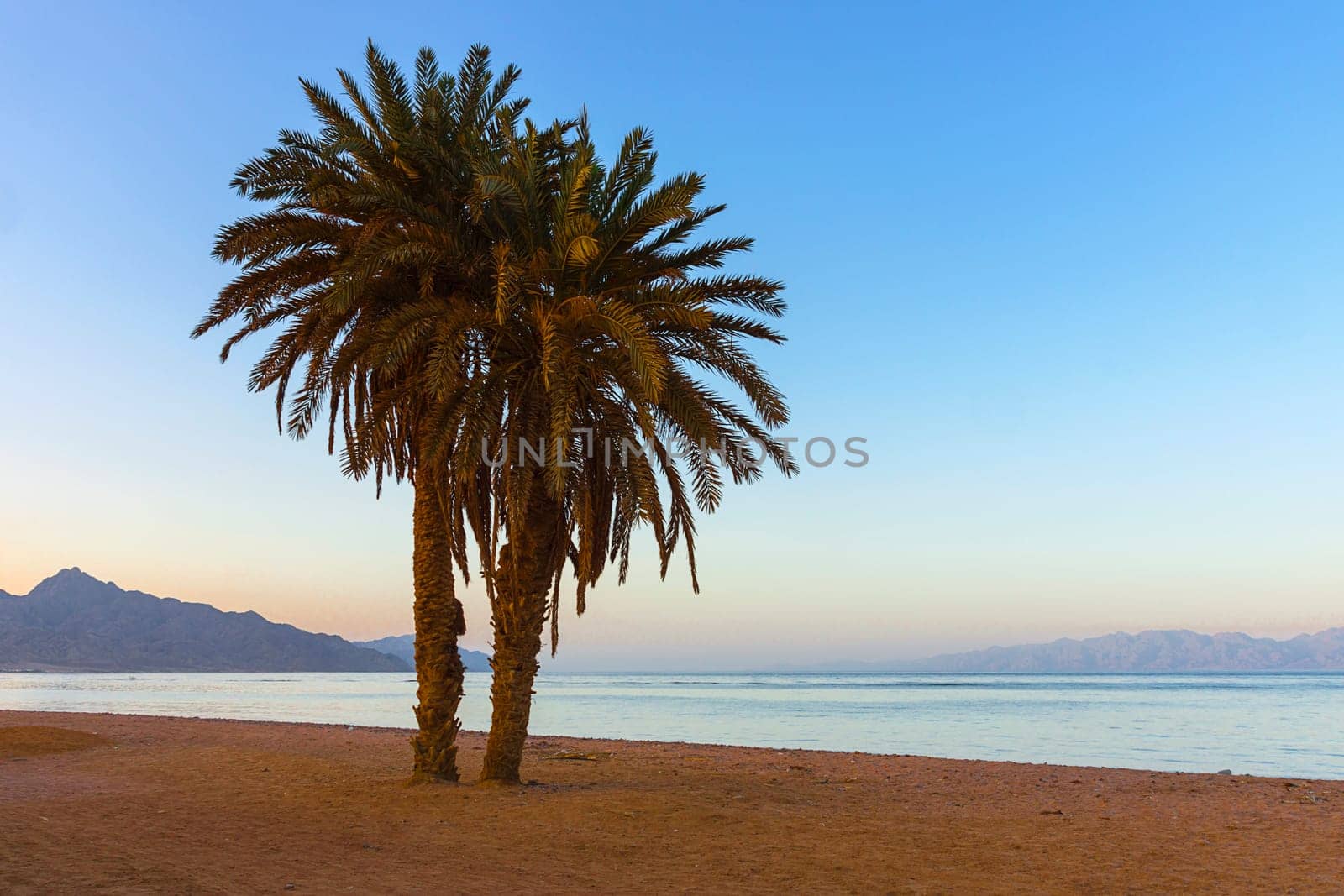 Twin palm at Assalah beach in Dahab