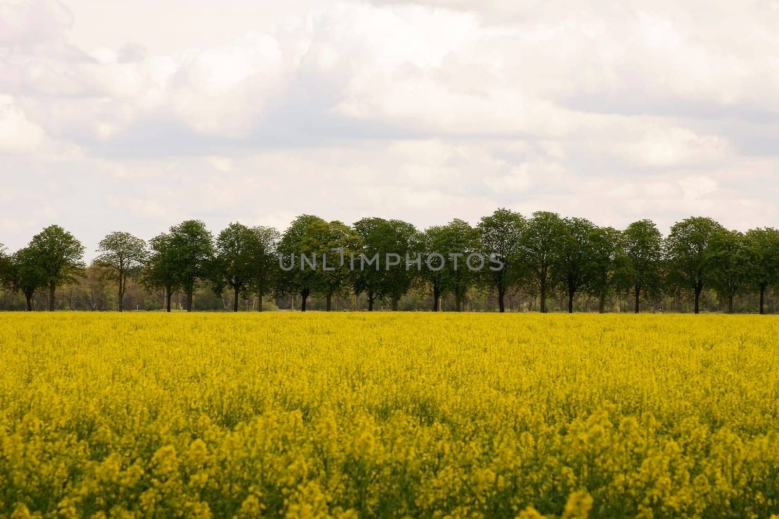 A tree avenue with chestnut trees behind a yellow rapeseed field.