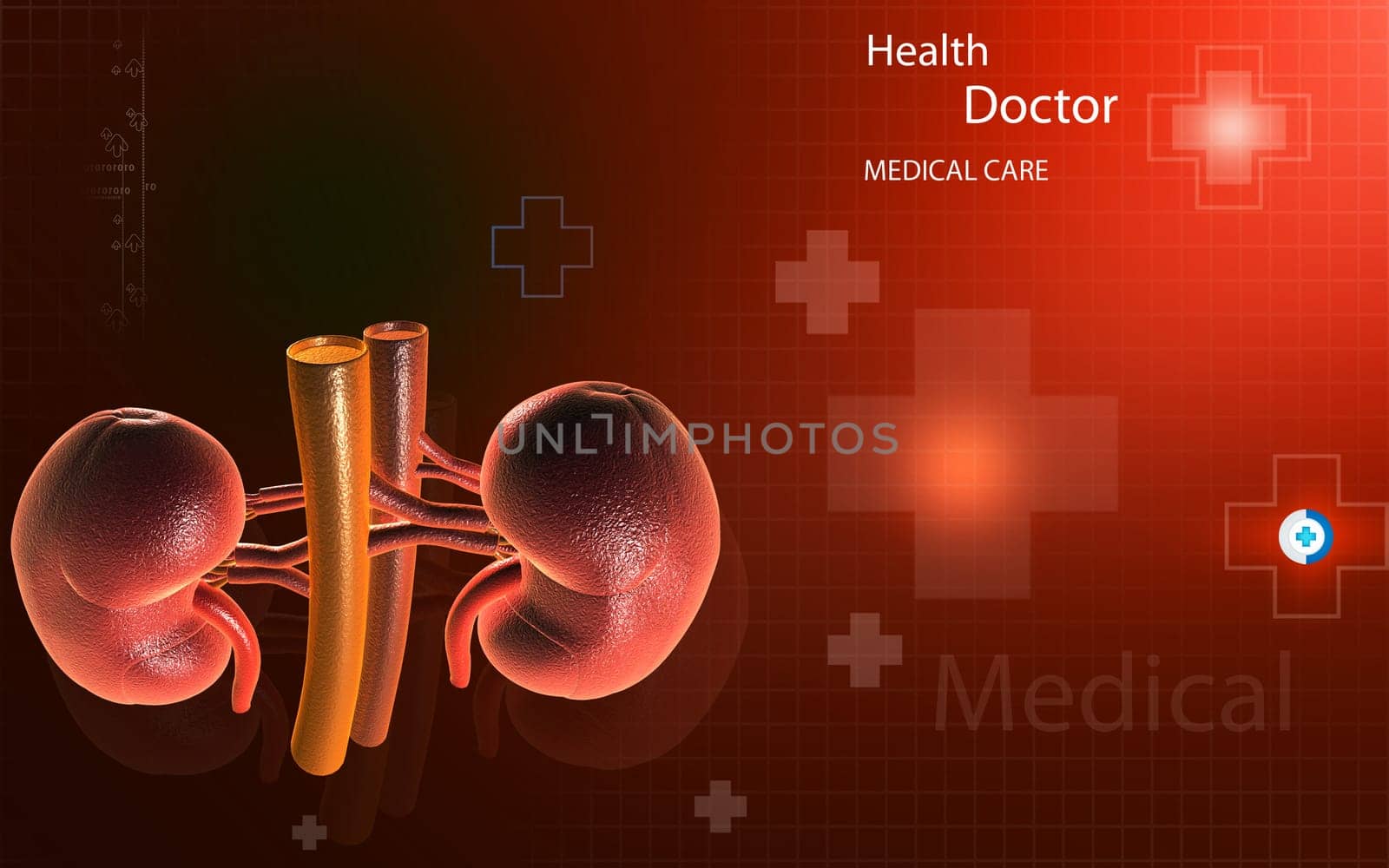 Digital illustration of kidney in colour background
