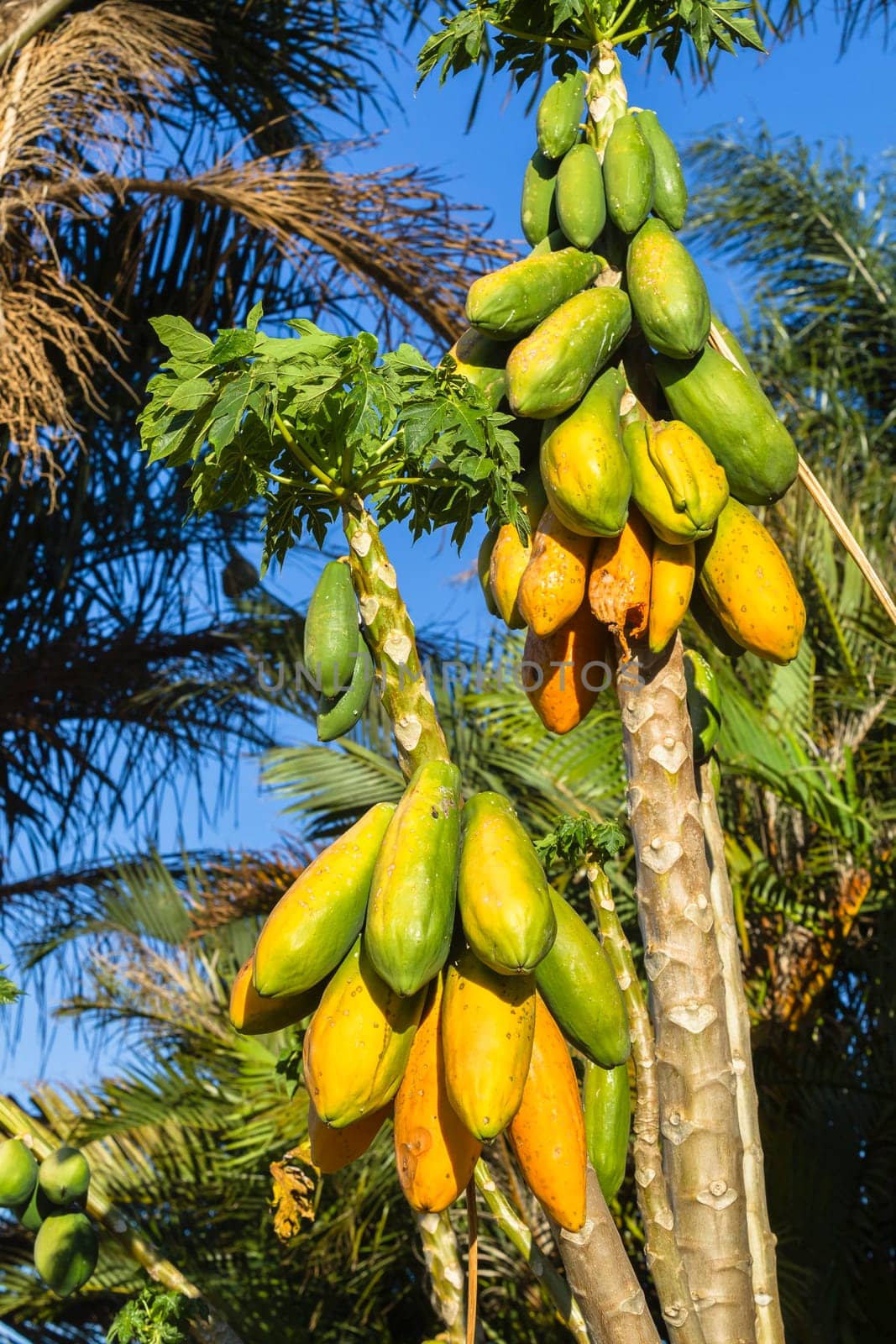 Papaya pawpaw trees fruit ripe ready for harvest