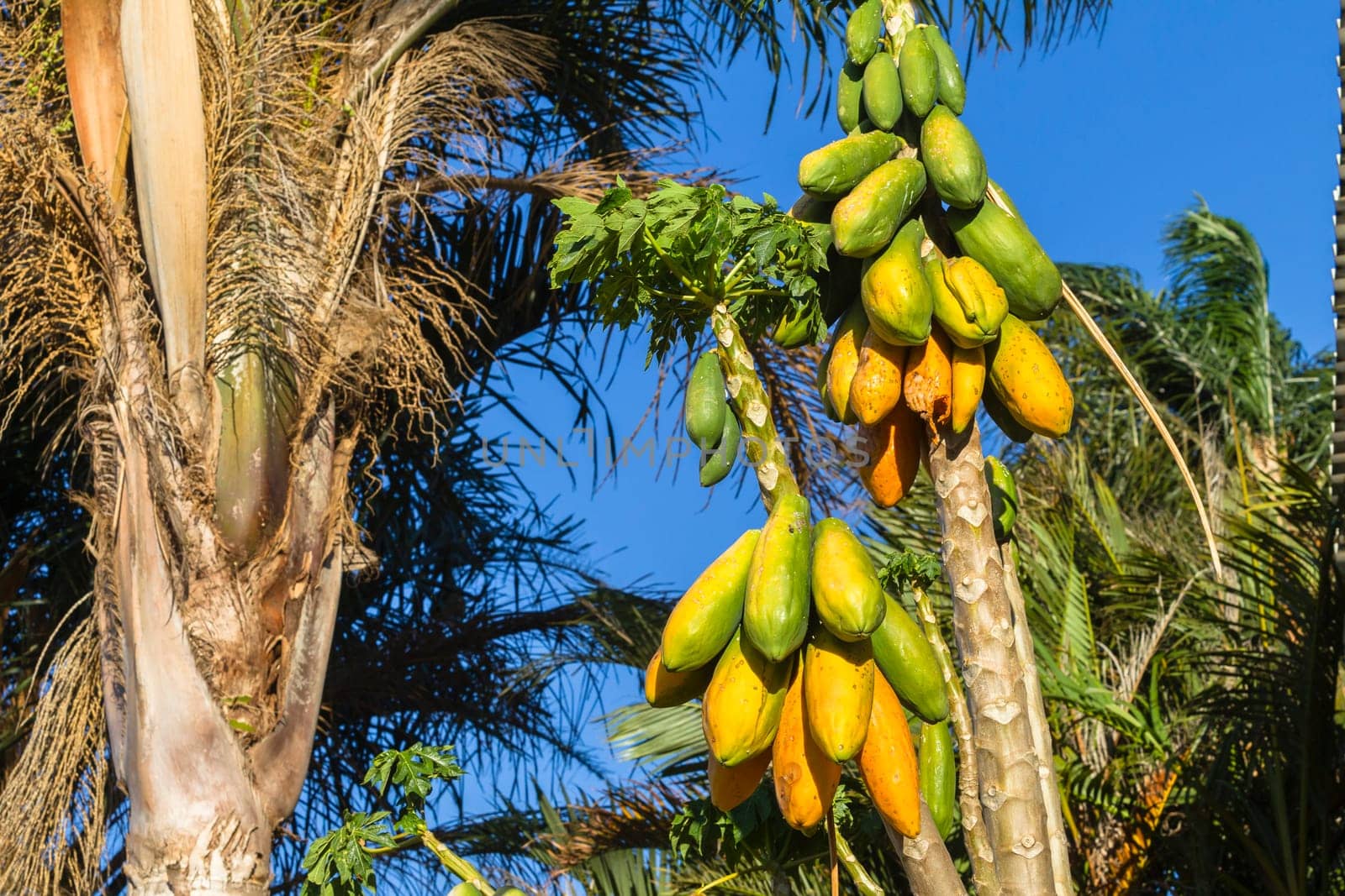 Papaya pawpaw trees fruit ripe ready for harvest