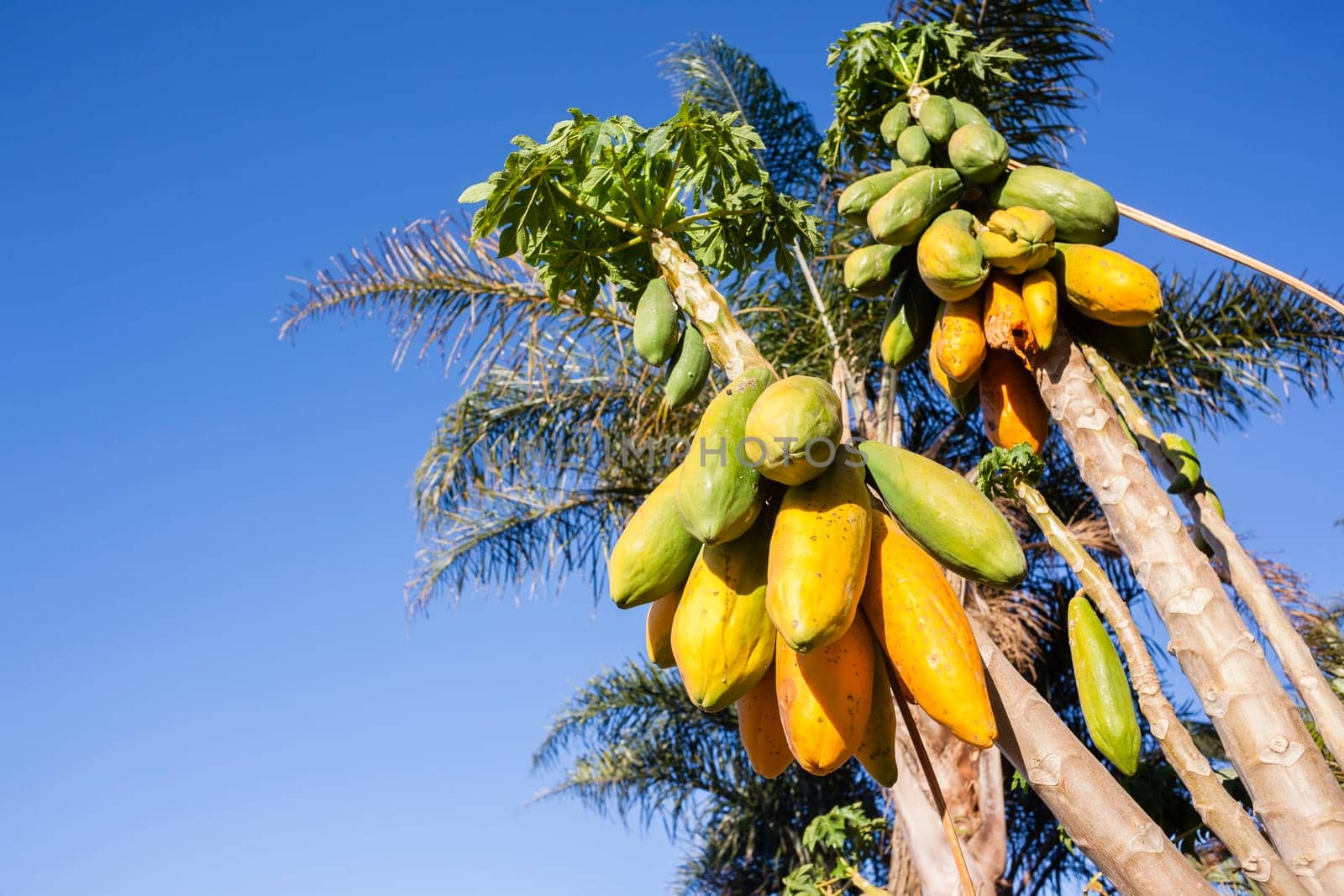 Papaya pawpaw trees fruit ripe ready for harvest