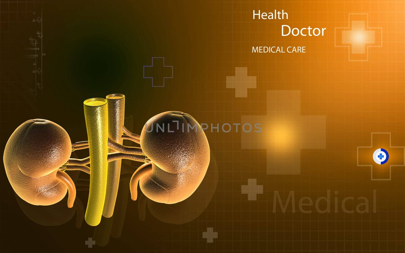 Digital illustration of kidney in colour background