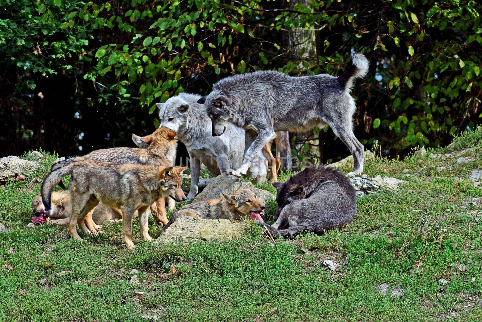 Wolf family