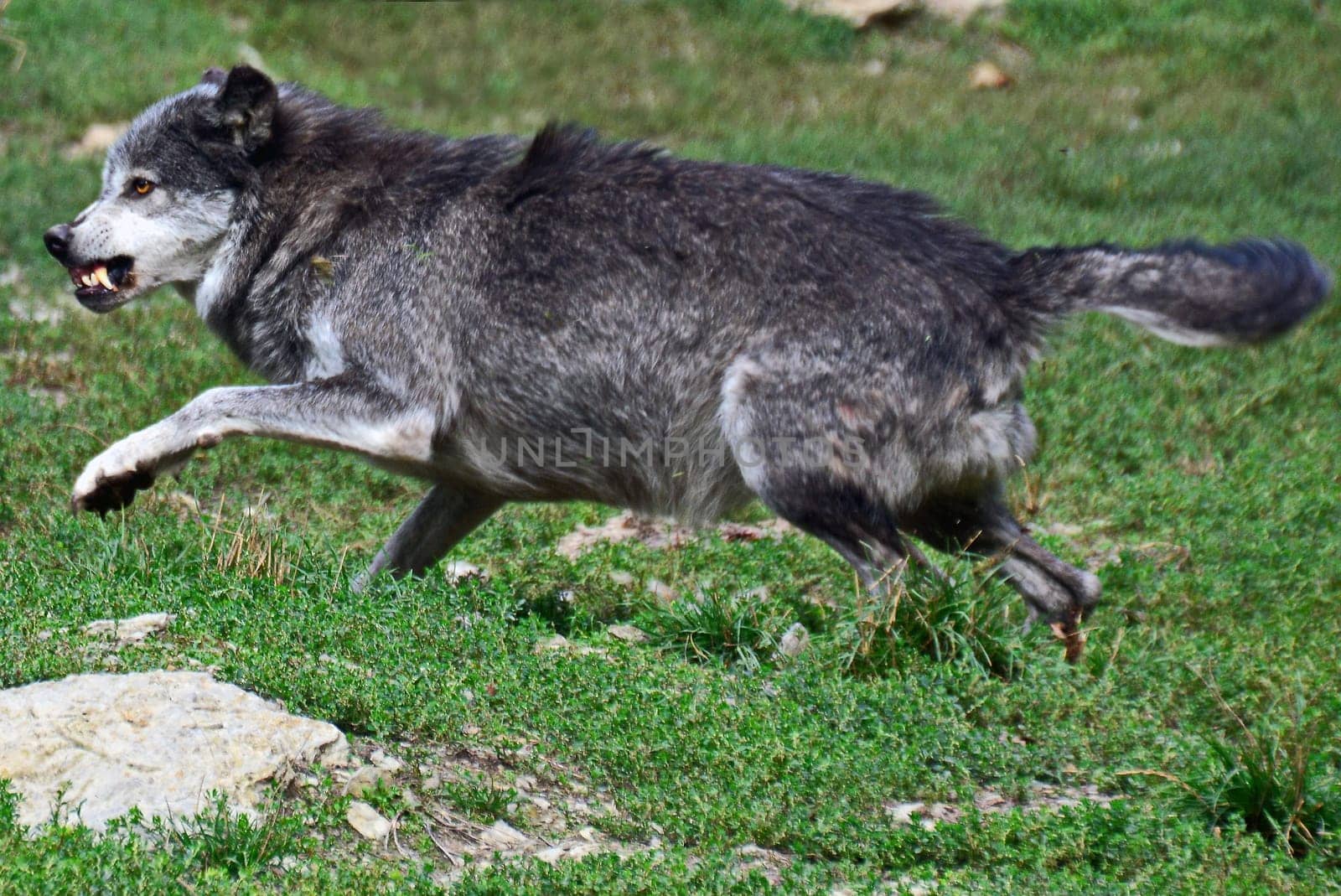 Wolf