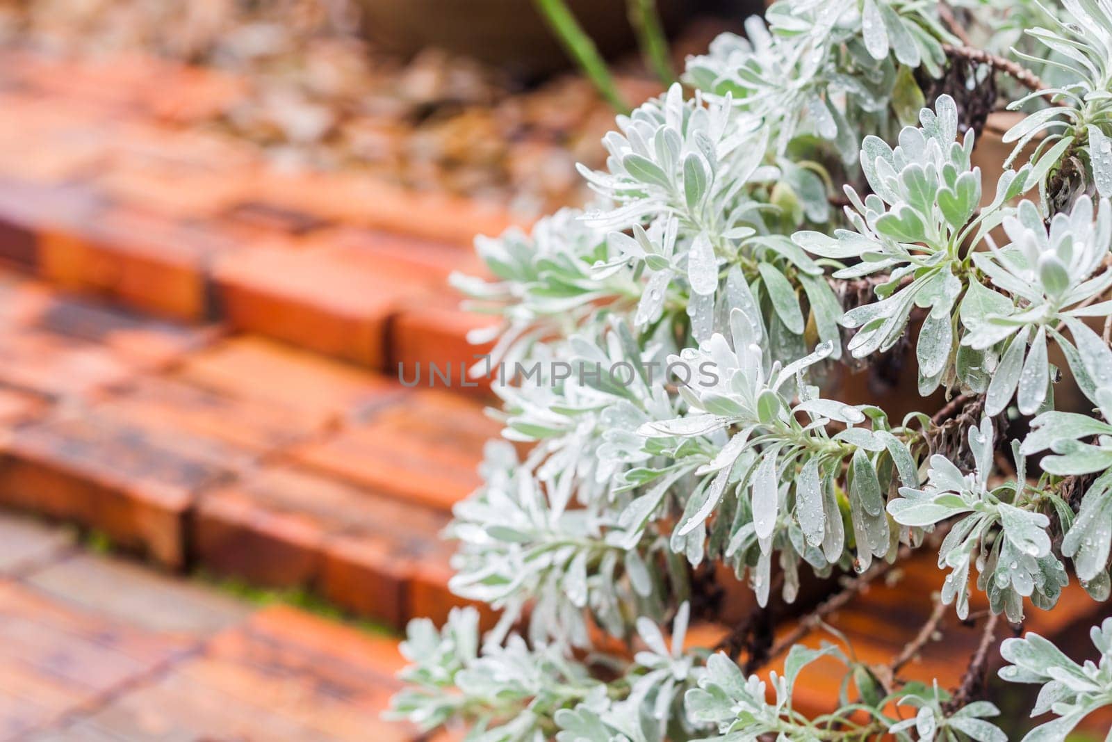 Green leaves with red brick background, stock photo