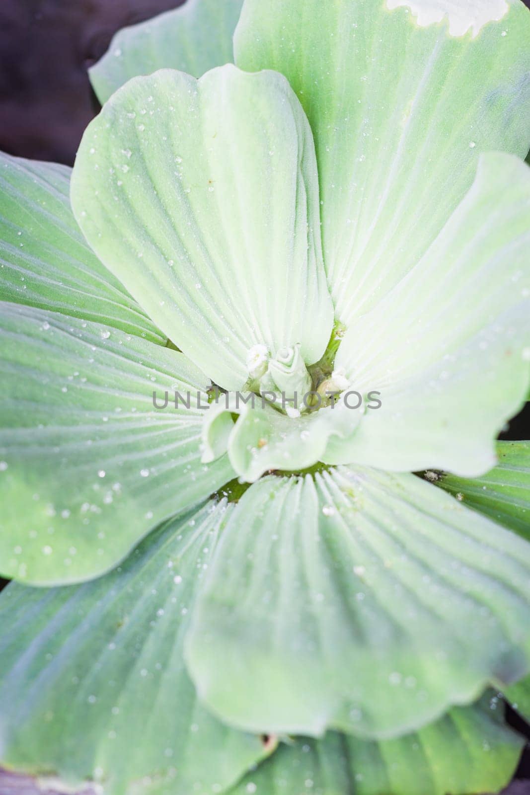 Green leaves close-up natural background, stock photo