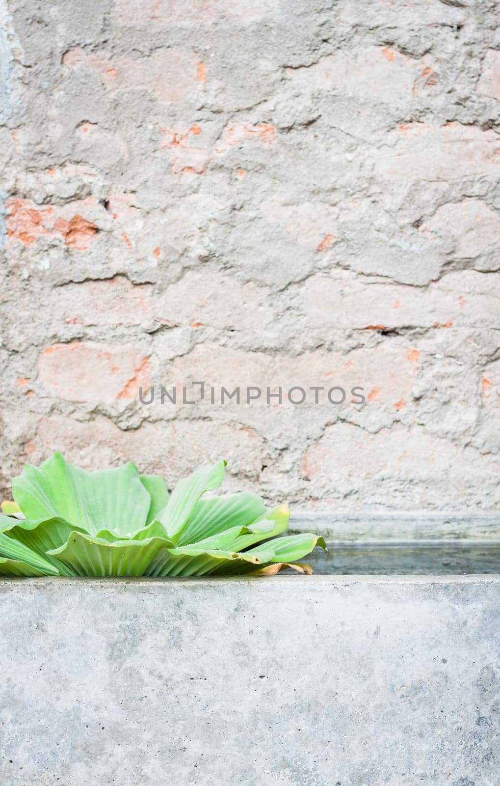 Green plant with brick background, stock photo