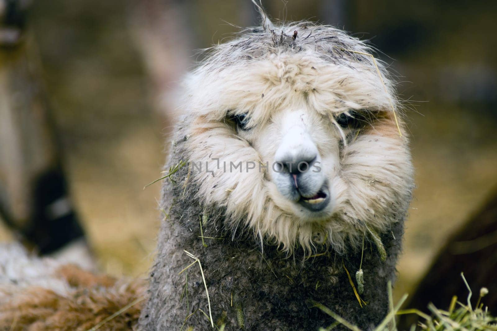 A unique looking Llama pauses to look at the camera while taking the morning feeding