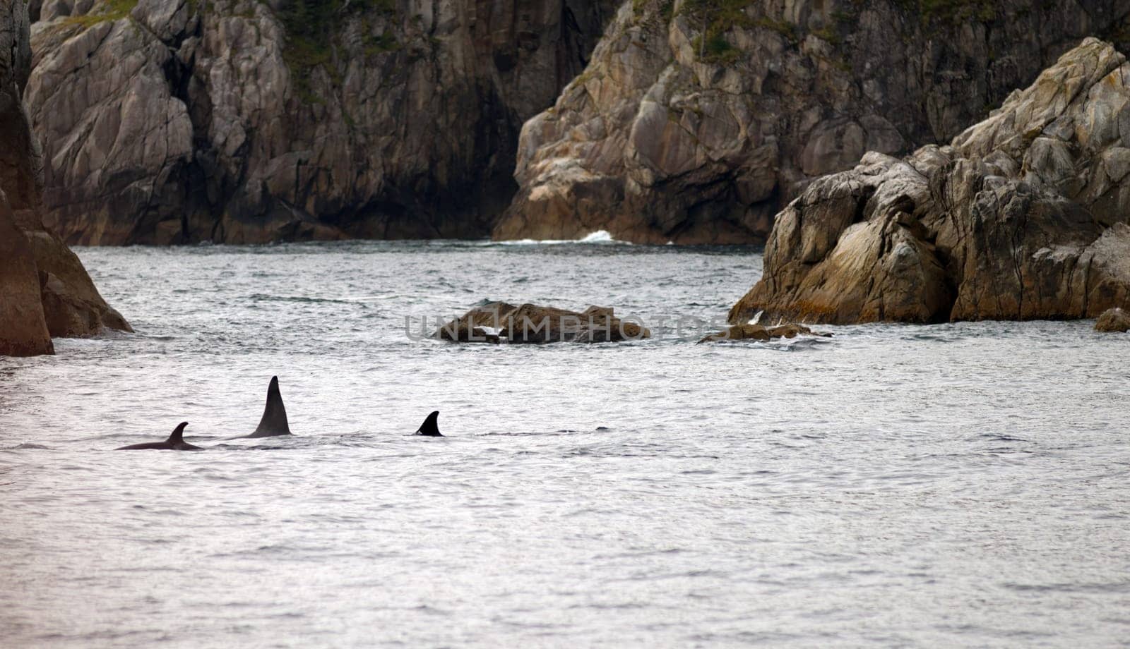 A pod of whales break the water's surface Alaska Coast
