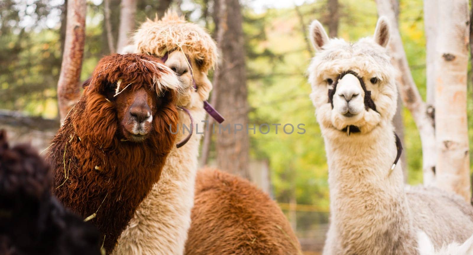 A group of Llama pause to look at the camera while taking the morning feeding