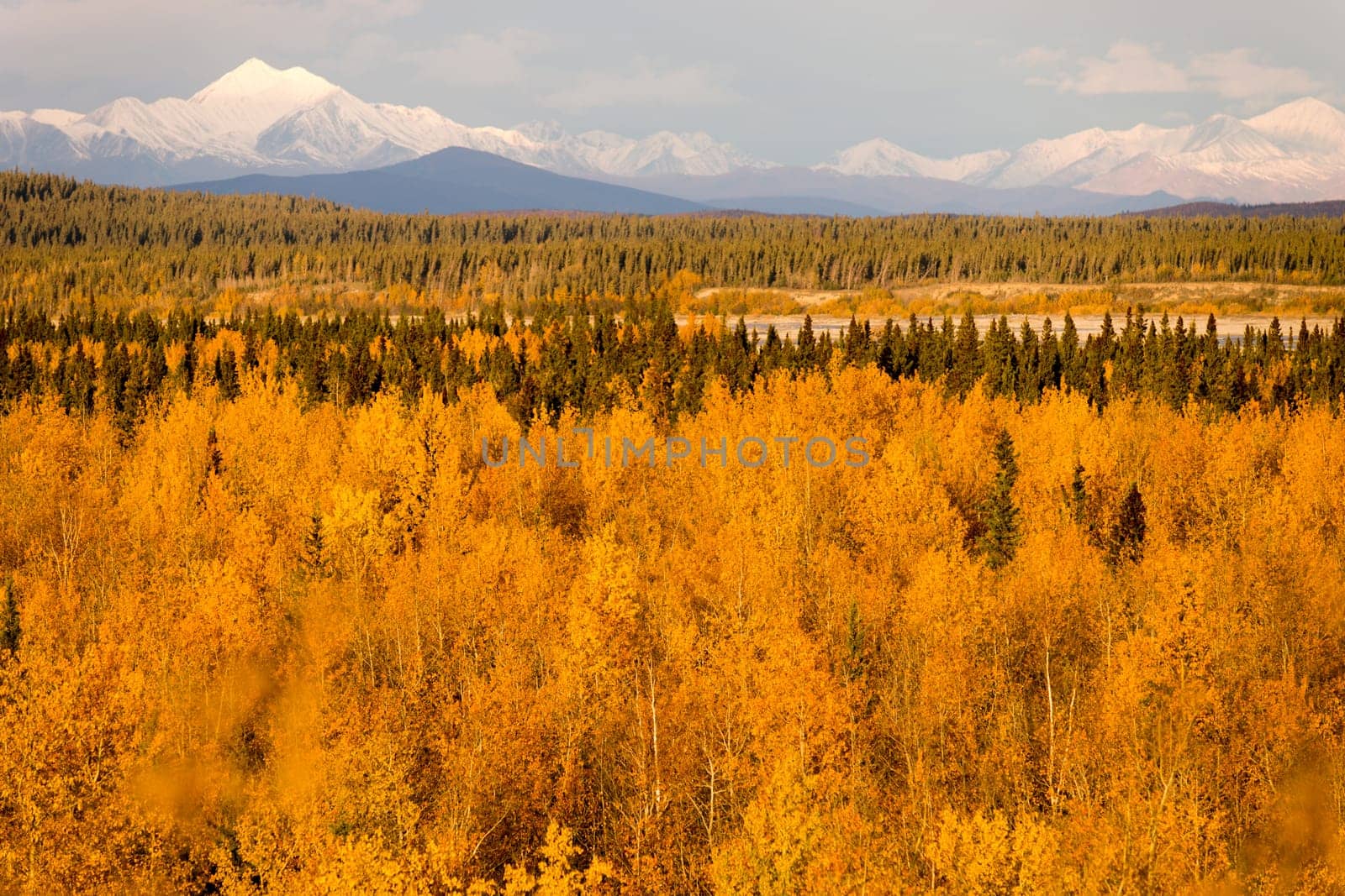 Bright yellow leaves fill the valley around the Tanana River near Delta Junction