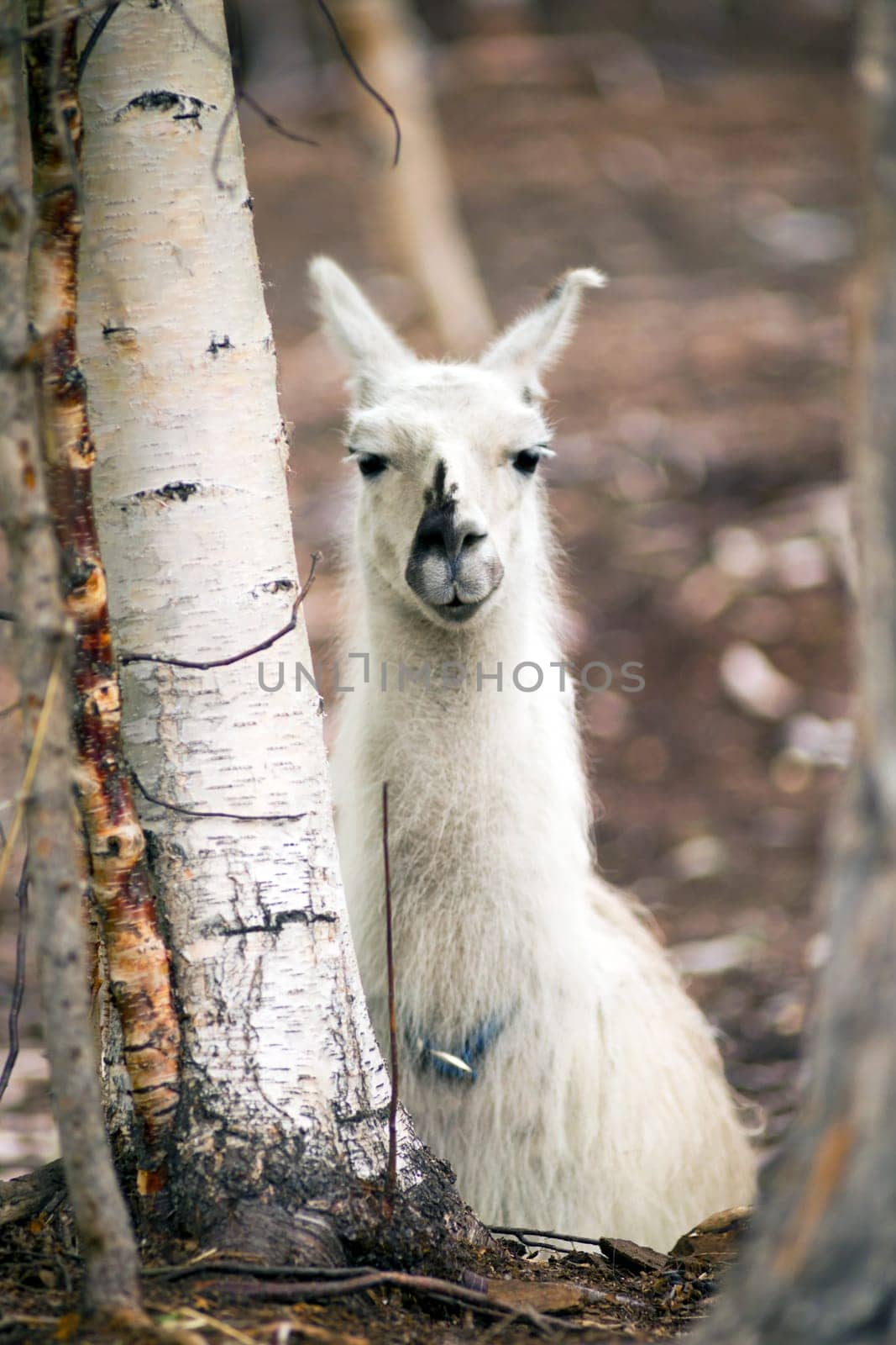 A unique looking Llama pauses to look at the camera after taking the morning feeding
