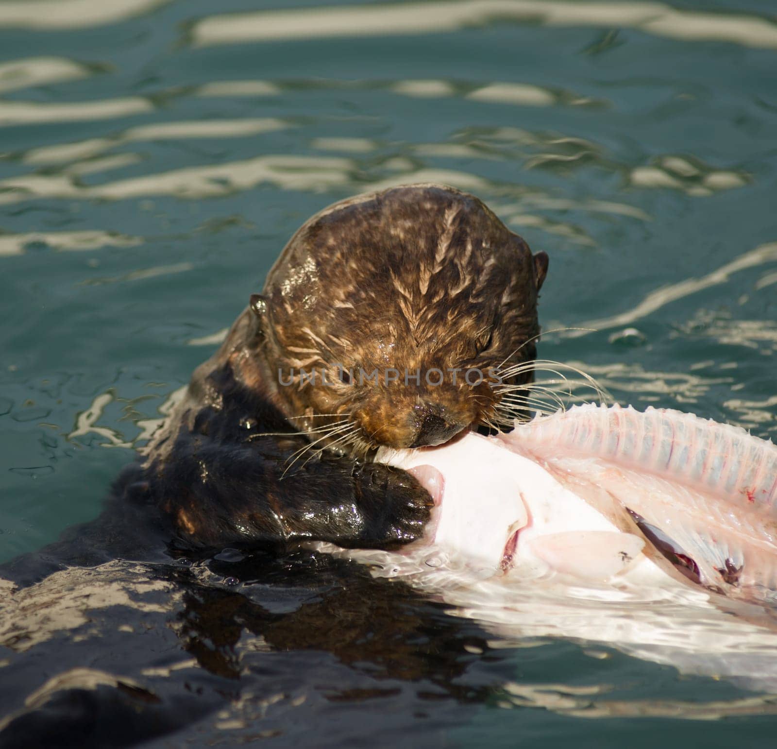 A Sea Otter eats breakfast in a boat slip in the marina