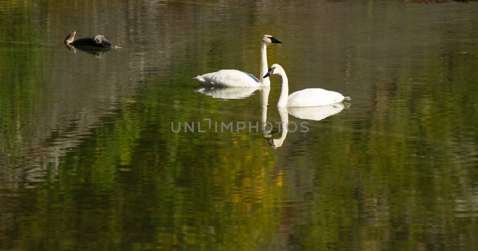 A calm lake supports two Trumpeter Swans during the fall in Alaska