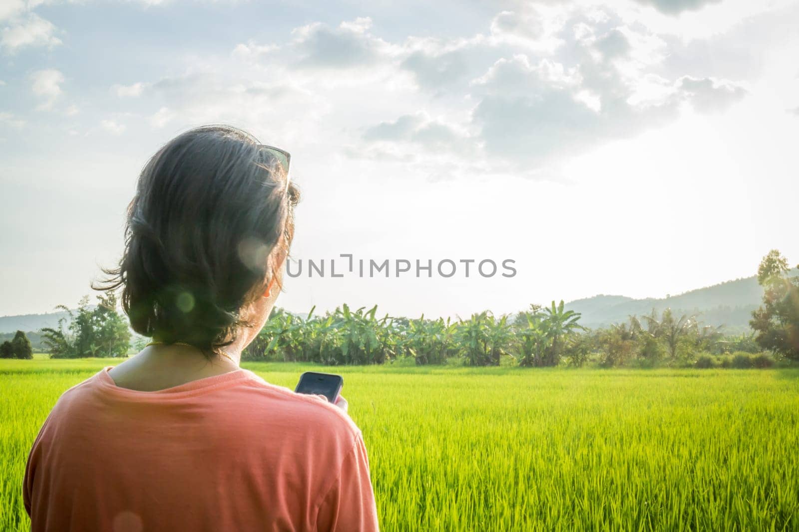 Asian woman serving mobile phone internet in front of  rice field, stock photo