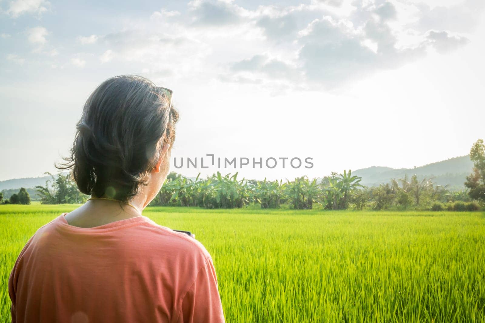 Asian woman serving mobile phone internet in front of  rice field, stock photo